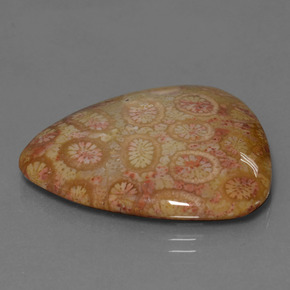 Coral fósil multicolor natural de 28,95 ct, trillón, opaco