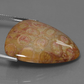 Coral fósil multicolor natural de 28,95 ct, trillón, opaco