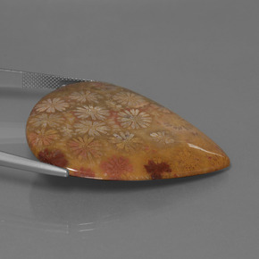 Coral fósil Multicolor natural de 53.96 ct, En forma de pera, Opaco