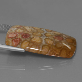 Coral fósil Multicolor natural de 45.68 ct, Corte Cojín, Opaco