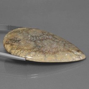 Coral fósil Multicolor natural de 70.58 ct, En forma de pera, Opaco