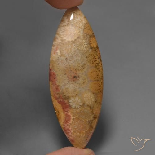 56.57ct Natural Multicolor Coral fósil, Marquesa, Opaco