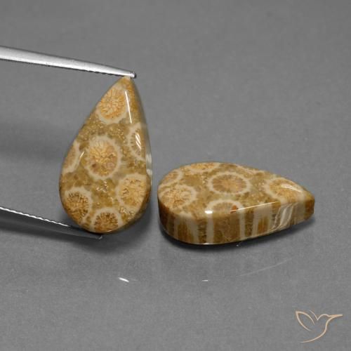 19.84ctw Natural Multicolor Coral fósil, En forma de pera, Opaco