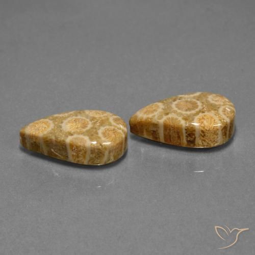 Gemas de Coral fósil Multicolor natural de 19.84 ct, En forma de pera, Opaco