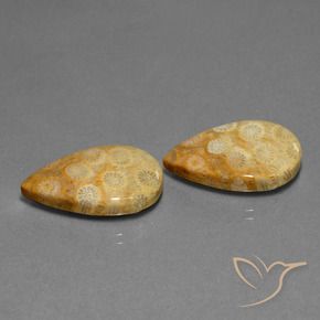 Gemas de Coral fósil Multicolor natural de 23.88 ct, En forma de pera, Opaco