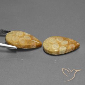 Gemas de Coral fósil Multicolor natural de 23.88 ct, En forma de pera, Opaco