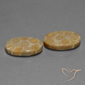 Gemas de Coral fósil Multicolor natural de 23.01 ct, Ovalada, Opaco