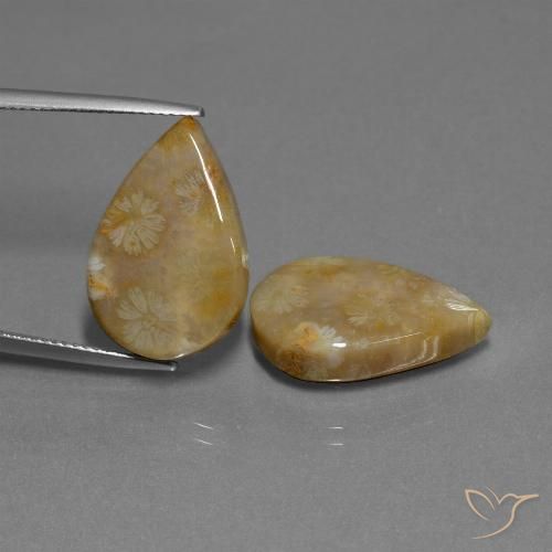 21.95ctw Natural Multicolor Coral fósil, En forma de pera, Opaco