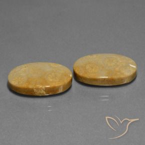Gemas de Coral fósil Multicolor natural de 32.11 ct, Ovalada, Opaco