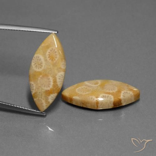20.04ctw Natural Multicolor Coral fósil, Marquesa, Opaco