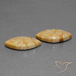 Gemas de Coral fósil Multicolor natural de 20.04 ct, Marquesa, Opaco