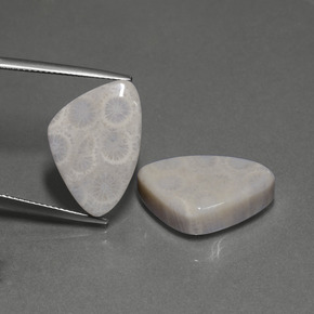 Gemas de Coral fósil Multicolor natural de  ct, Trillón, Opaco