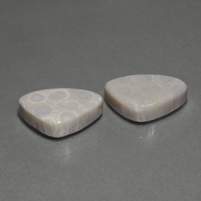 Gemas de Coral fósil Multicolor natural de  ct, Trillón, Opaco