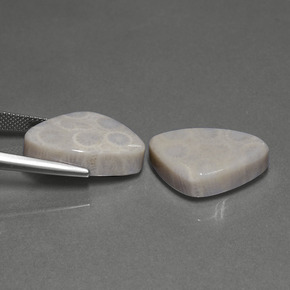 Gemas de Coral fósil Multicolor natural de  ct, Trillón, Opaco