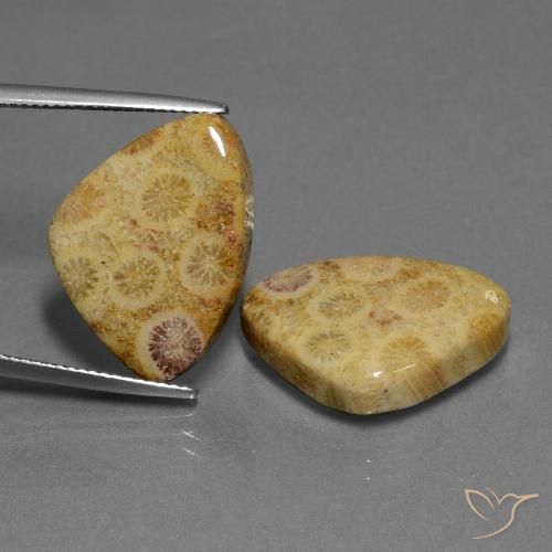 28.33ctw Natural Multicolor Coral fósil, Trillón, Opaco