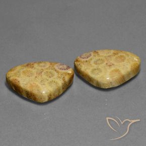 Gemas de Coral fósil Multicolor natural de 28.33 ct, Trillón, Opaco