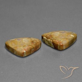 Gemas de Coral fósil Multicolor natural de 28.03 ct, Trillón, Opaco