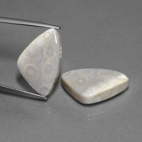 Gemas de coral fósil multicolor natural de 21,39 ct, trillón, opaco