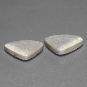 Gemas de coral fósil multicolor natural de 21,39 ct, trillón, opaco