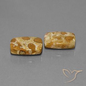 Gemas de Coral fósil Multicolor natural de 19.08 ct, Forma Cojín, Opaco