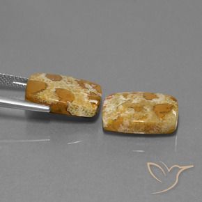 Gemas de Coral fósil Multicolor natural de 19.08 ct, Forma Cojín, Opaco