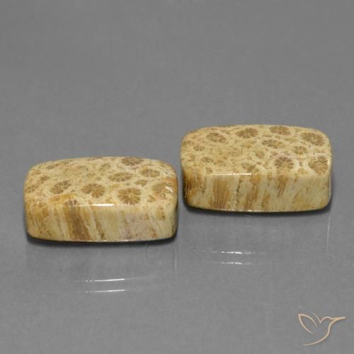 Gemas de Coral fósil Multicolor natural de 28.81 ct, Forma Cojín, Opaco
