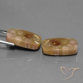 Gemas de Coral fósil Multicolor natural de 30.11 ct, Forma Cojín, Opaco
