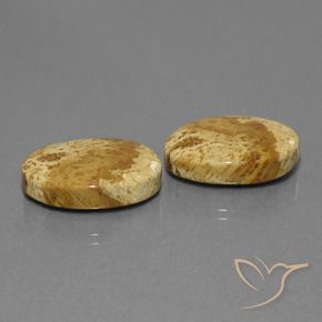 Gemas de Coral fósil Multicolor natural de 25.37 ct, Ovalada, Opaco