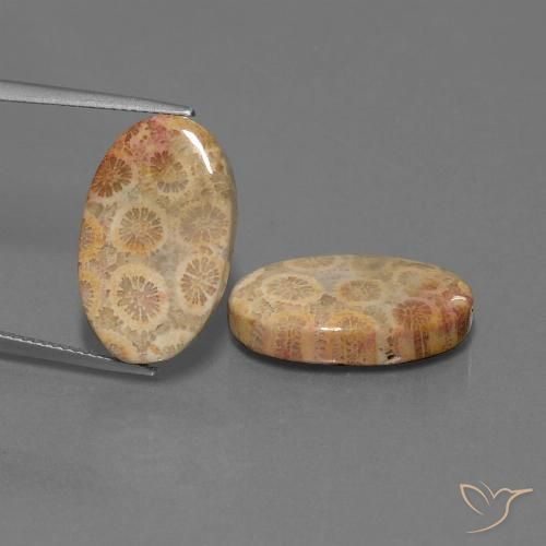 19.28ctw Natural Multicolor Coral fósil, Ovalada, Opaco
