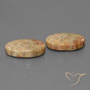 Gemas de Coral fósil Multicolor natural de 19.28 ct, Ovalada, Opaco