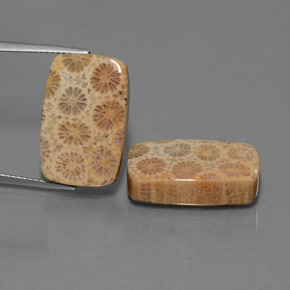 Gemas de Coral fósil Multicolor natural de  ct, Corte Cojín, Opaco