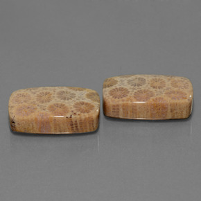 Gemas de Coral fósil Multicolor natural de  ct, Corte Cojín, Opaco