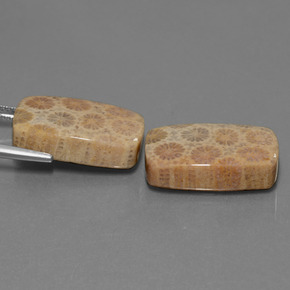 Gemas de Coral fósil Multicolor natural de  ct, Corte Cojín, Opaco