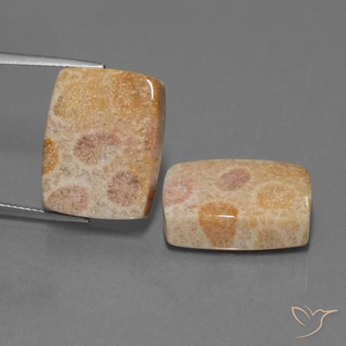 35.05ctw Natural Multicolor Coral fósil, Forma Cojín, Opaco