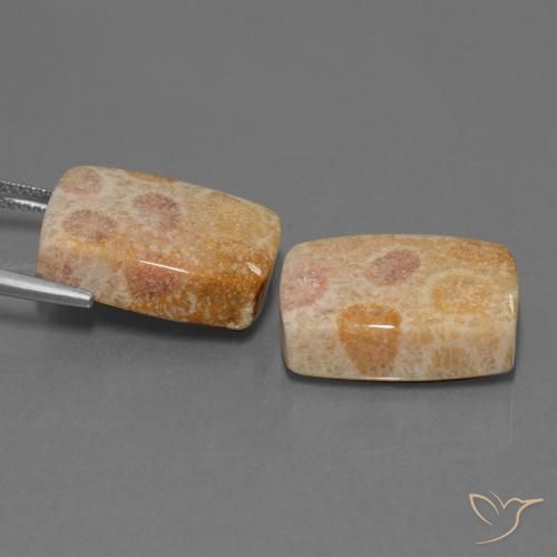 Gemas de Coral fósil Multicolor natural de 35.05 ct, Forma Cojín, Opaco
