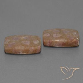 Gemas de Coral fósil Multicolor natural de 27.24 ct, Forma Cojín, Opaco