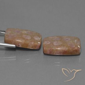 Gemas de Coral fósil Multicolor natural de 27.24 ct, Forma Cojín, Opaco