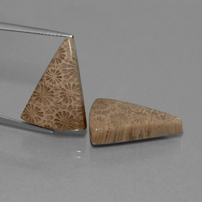 Gemas de Coral fósil Multicolor natural de  ct, Trillón, Opaco