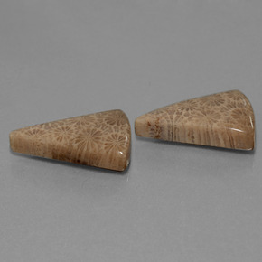 Gemas de Coral fósil Multicolor natural de  ct, Trillón, Opaco