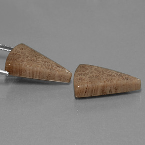 Gemas de Coral fósil Multicolor natural de  ct, Trillón, Opaco