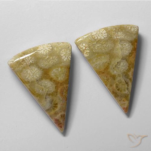 Gemas de Coral fósil Multicolor natural de 28.61 ct, Trillón, Opaco