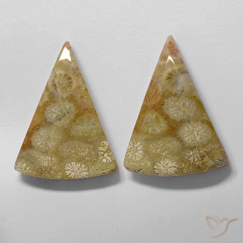 Gemas de Coral fósil Multicolor natural de 28.61 ct, Trillón, Opaco