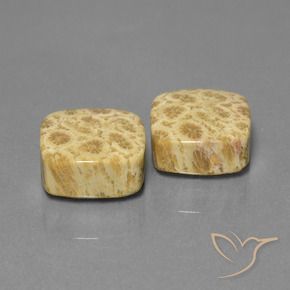 Gemas de Coral fósil Multicolor natural de 26.03 ct, Forma Cojín, Opaco