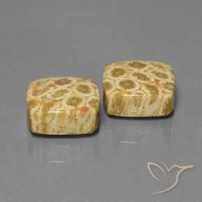 Gemas de Coral fósil Multicolor natural de 24.04 ct, Forma Cojín, Opaco
