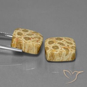 Gemas de Coral fósil Multicolor natural de 24.04 ct, Forma Cojín, Opaco