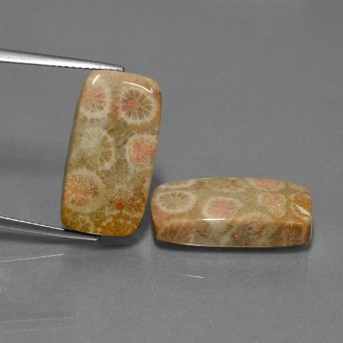 Gemas de Coral fósil Multicolor natural de 23.56 ct, Corte Cojín, Opaco