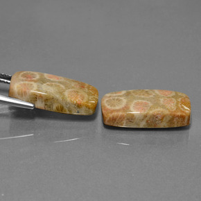 Gemas de Coral fósil Multicolor natural de 23.56 ct, Corte Cojín, Opaco