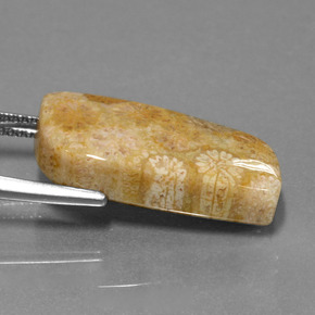 Coral fósil Multicolor natural de 13.97 ct, Forma elegante, Opaco