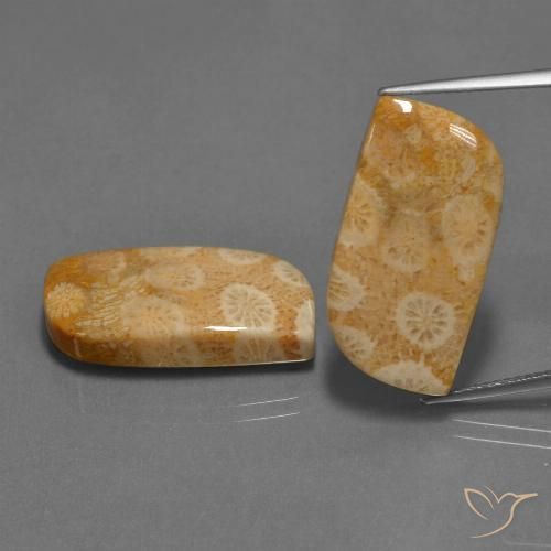 30.44ctw Natural Multicolor Coral fósil, Elegante, Opaco