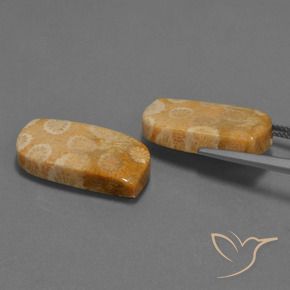 Gemas de Coral fósil Multicolor natural de 30.44 ct, Elegante, Opaco